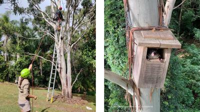 COPYWRIGHT right image-photo credit Biodiverse Environmenal_LIM_Fauna_Flora_nesting box1.jpg