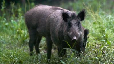 LIM_Fauna&Flora_feral animal_2.jpg