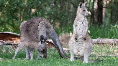 LIM_Fauna&Flora_macropods_2.jpg