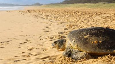 LIM_Fauna&Flora_marine turtle4.jpg