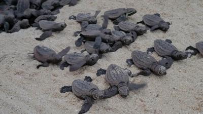 LIM_Fauna&Flora_marine turtle3.jpg