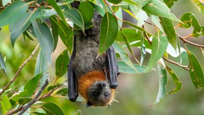 LIM_Fauna&Flora_flying fox_2.jpg