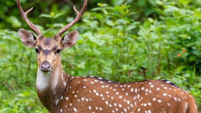 LIM_Fauna&Flora_feral animal_5.jpg