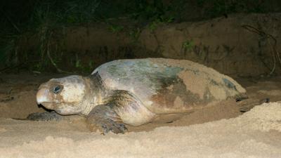 LIM_Fauna&Flora_marine turtle.jpg