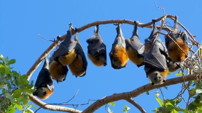 LIM_Fauna&Flora_flying fox_3.jpg