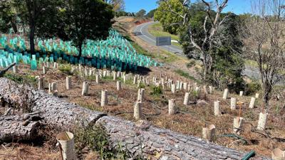 LIM_Fauna_Flora_re vegetation_3.jpg