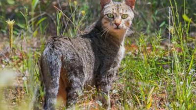 LIM_Fauna&Flora_feral animal_3.jpg