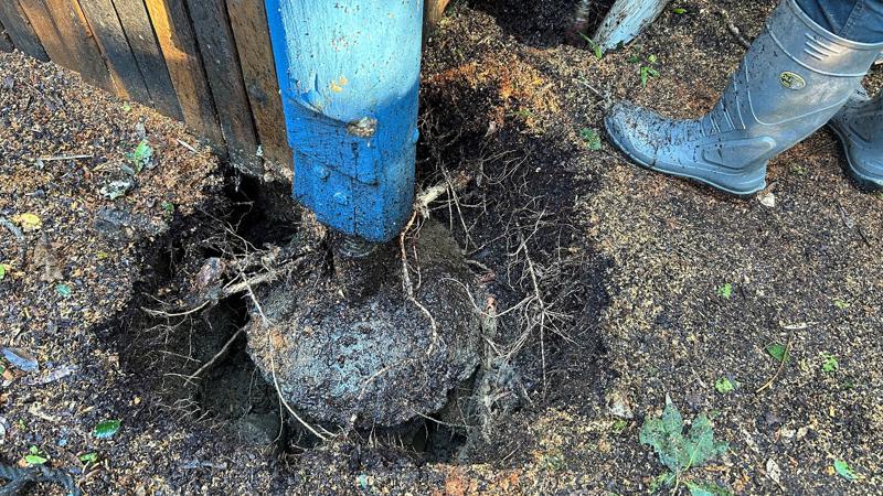 LIM_site setup_pic_vac excavated tree roots 2.jpg