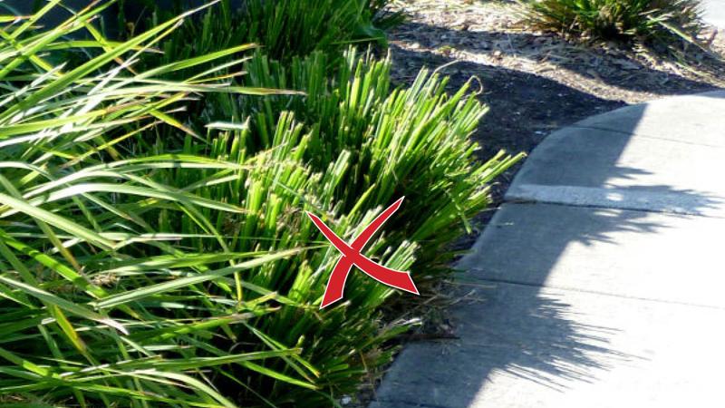 LIM_planting(L)_pic_no spikey plants.jpg