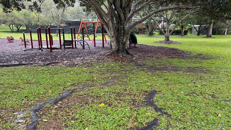 LIM_TreeSenDesign_pic_root growth.jpg