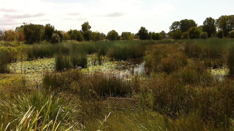 LIM_WSUD_pic_permanent wetland.jpg