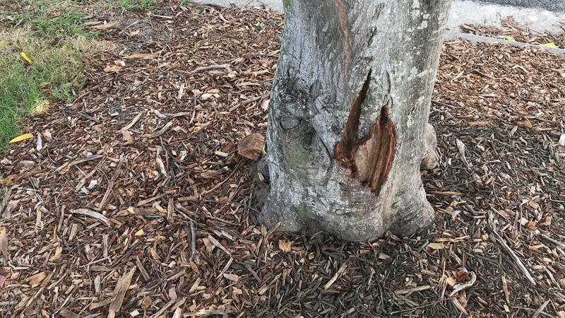 LIM_site setup_pic_construction damaged tree trunk.jpg