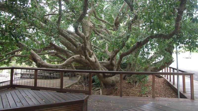 LIM_TreeSenDesign_fig_footpath design eg.jpg