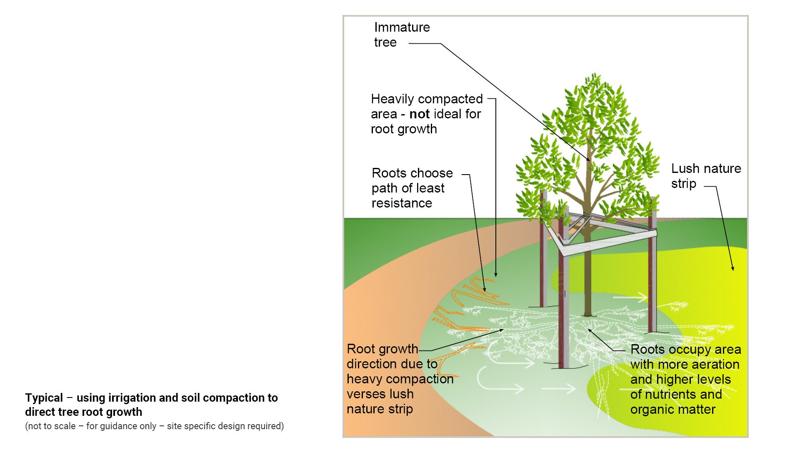 LIM_TreeSenDesign_fig_irrigation to tree root growth.jpg